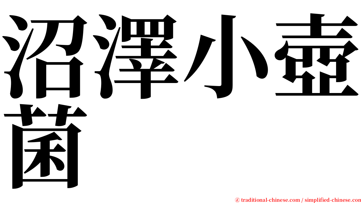 沼澤小壺菌 serif font