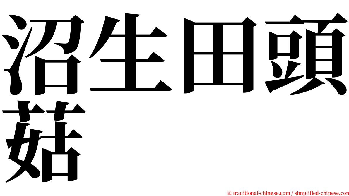 沼生田頭菇 serif font