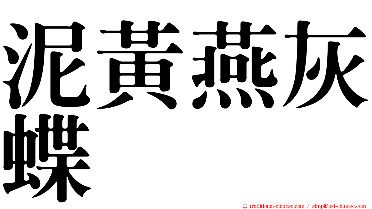 泥黃燕灰蝶