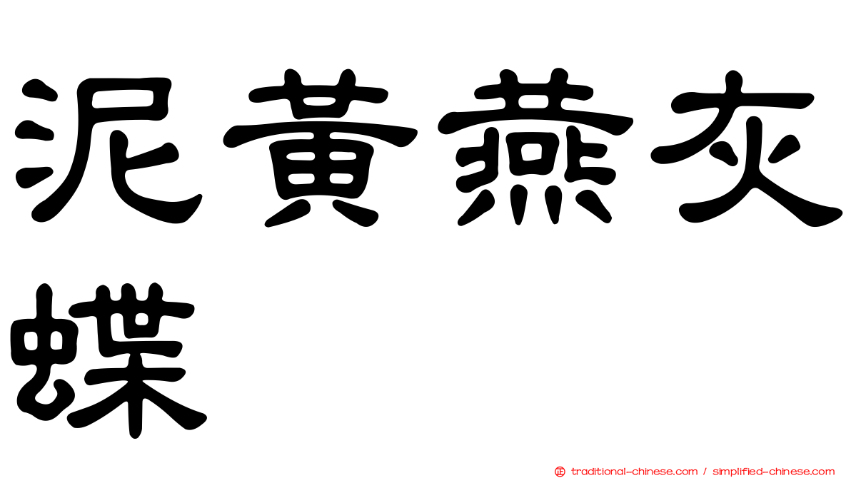 泥黃燕灰蝶