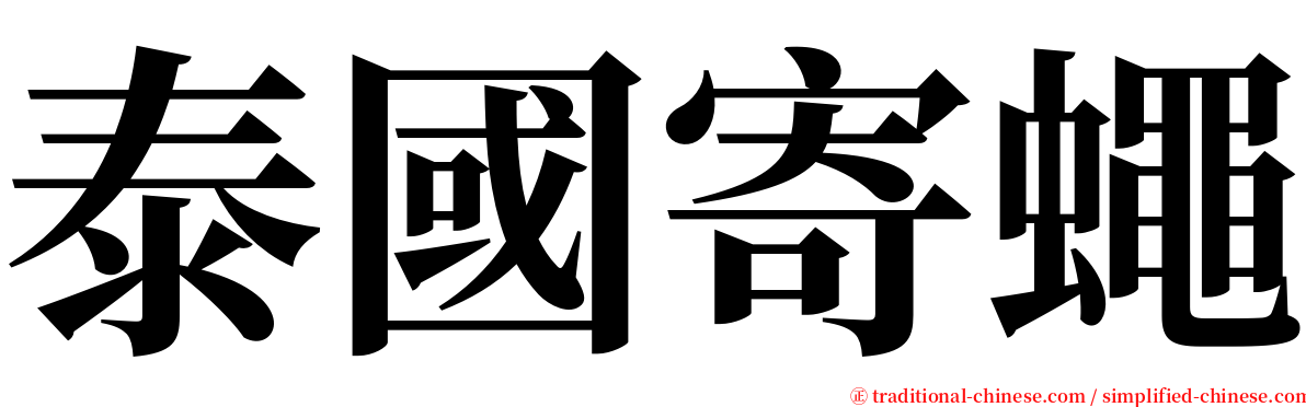 泰國寄蠅 serif font