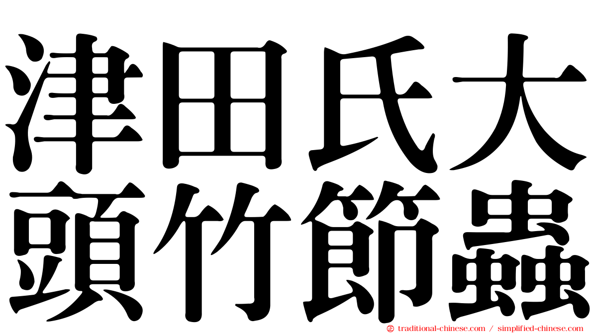 津田氏大頭竹節蟲