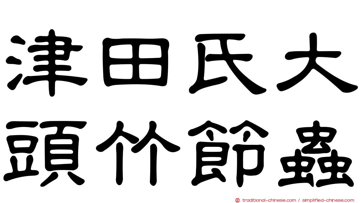 津田氏大頭竹節蟲