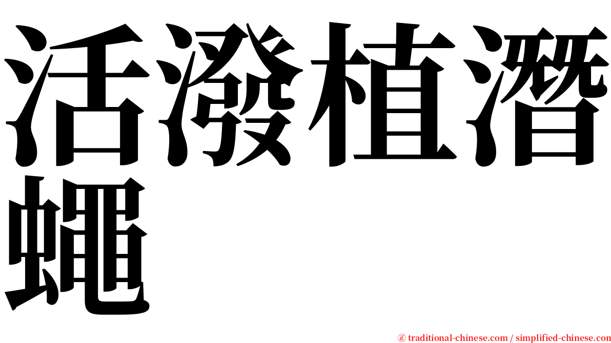 活潑植潛蠅 serif font