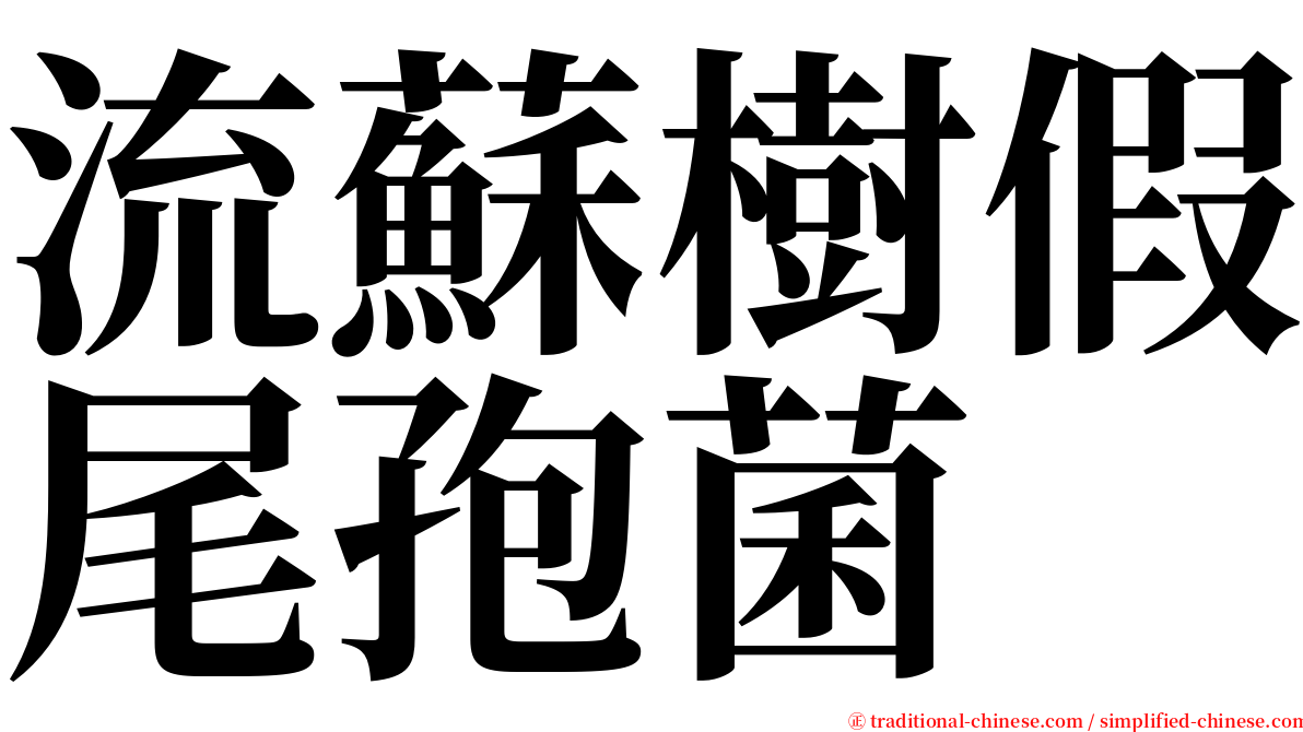 流蘇樹假尾孢菌 serif font