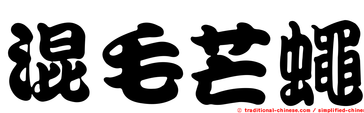 混毛芒蠅