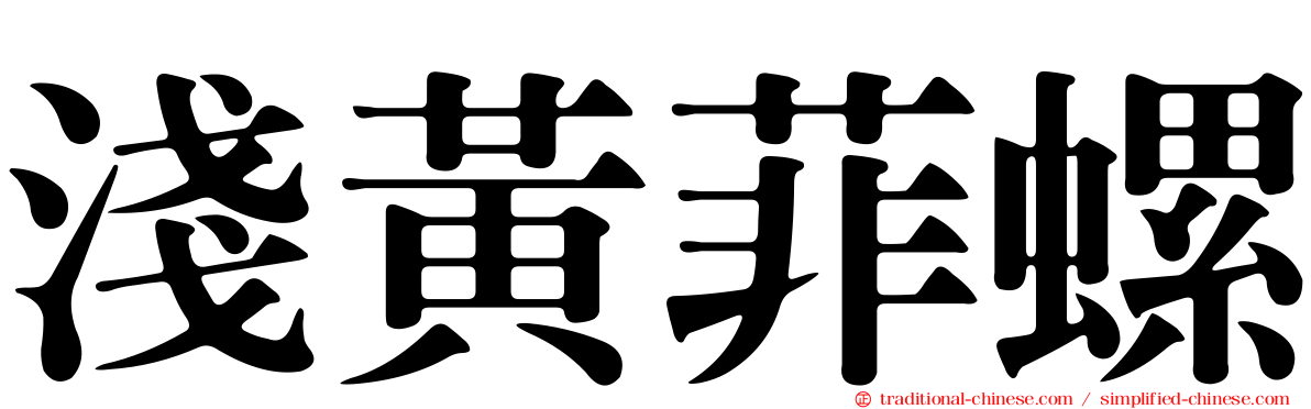 淺黃菲螺