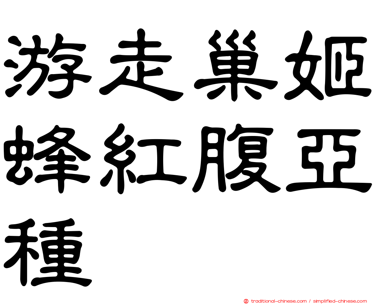 游走巢姬蜂紅腹亞種