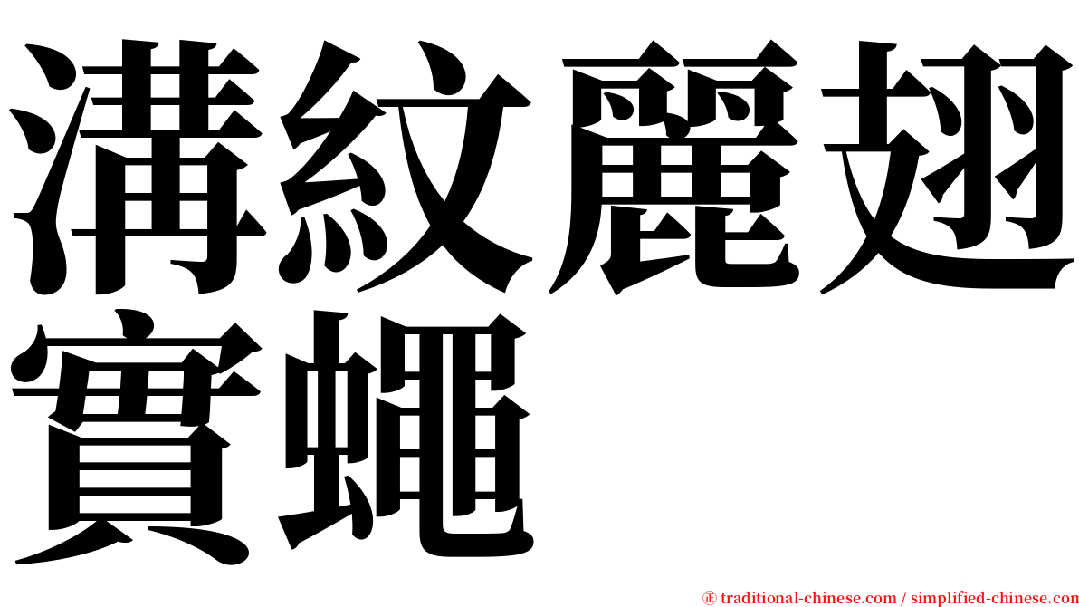 溝紋麗翅實蠅 serif font