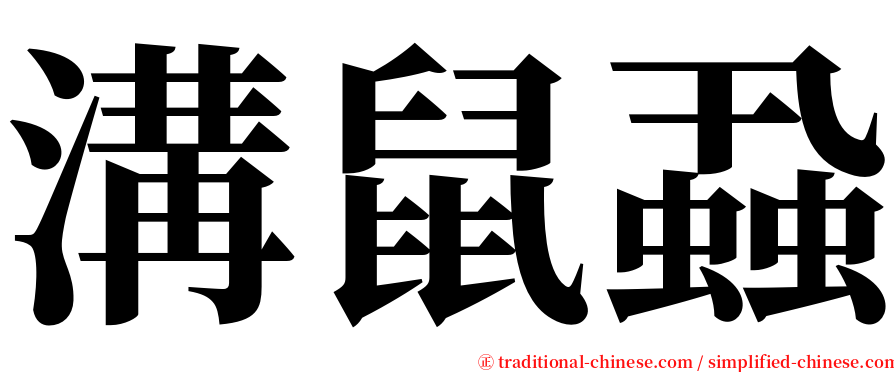 溝鼠蝨 serif font