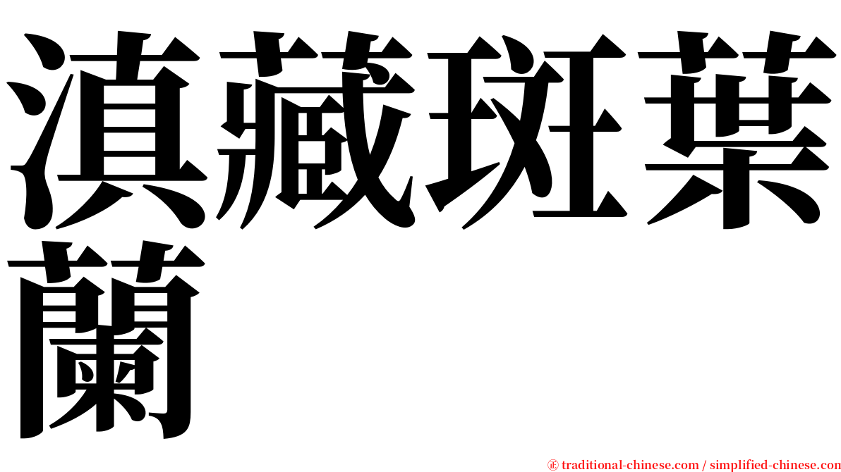 滇藏斑葉蘭 serif font