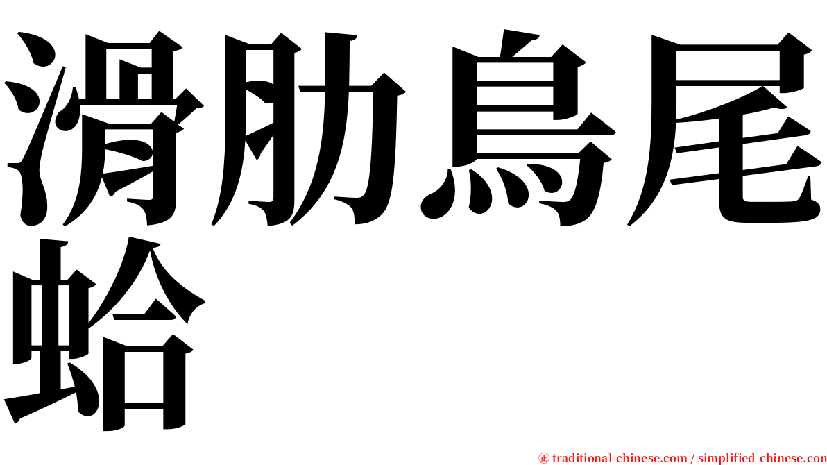 滑肋鳥尾蛤 serif font