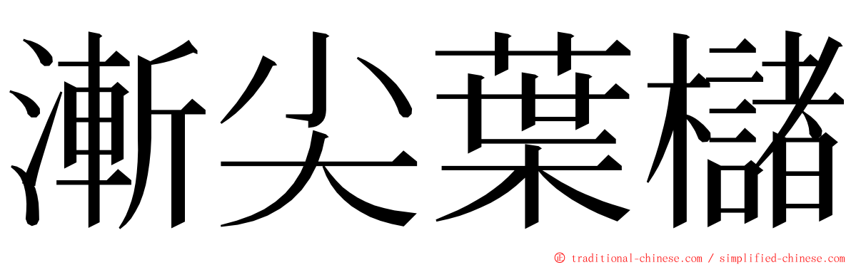 漸尖葉櫧 ming font