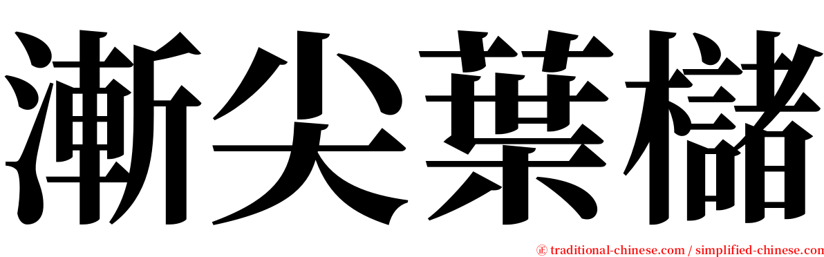 漸尖葉櫧 serif font