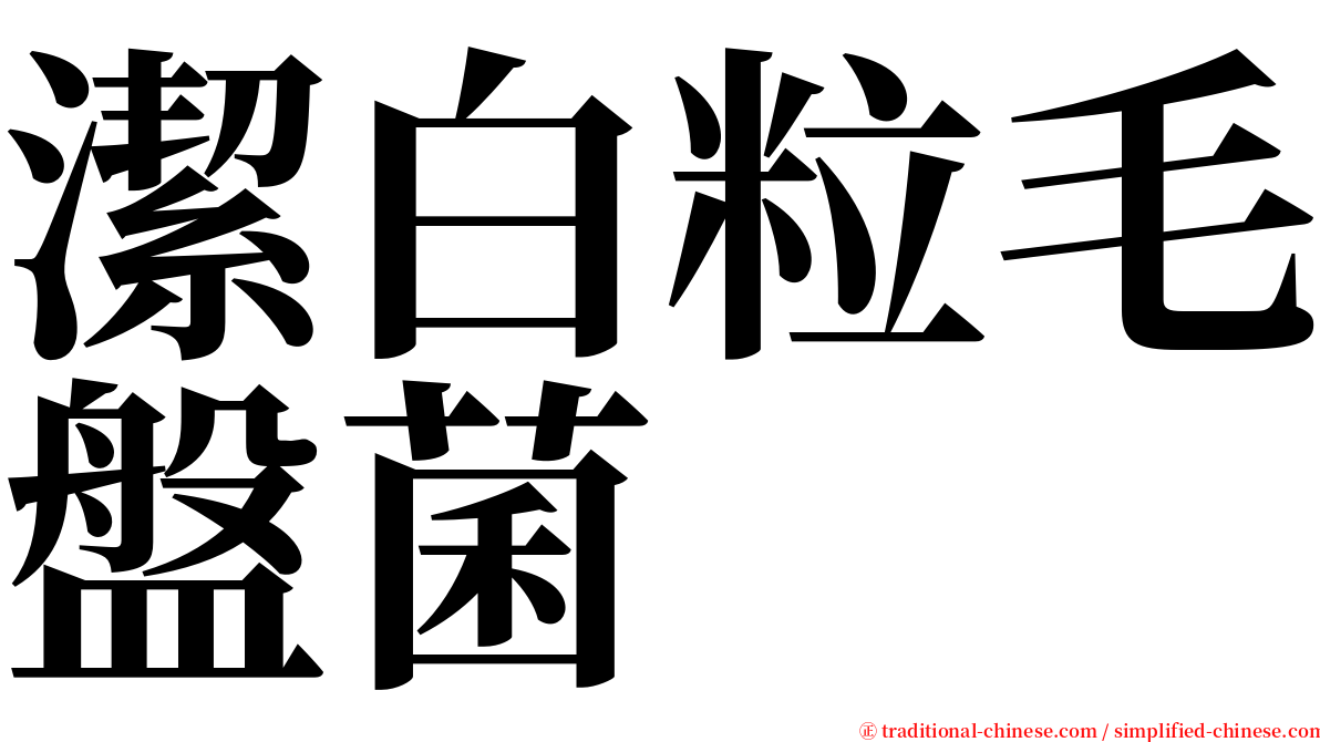 潔白粒毛盤菌 serif font