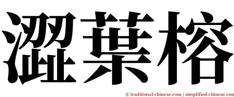 澀葉榕 serif font