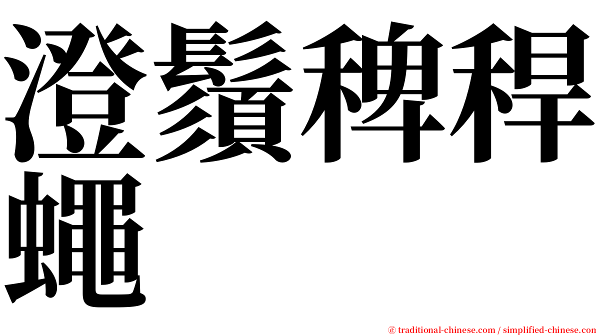 澄鬚稗稈蠅 serif font