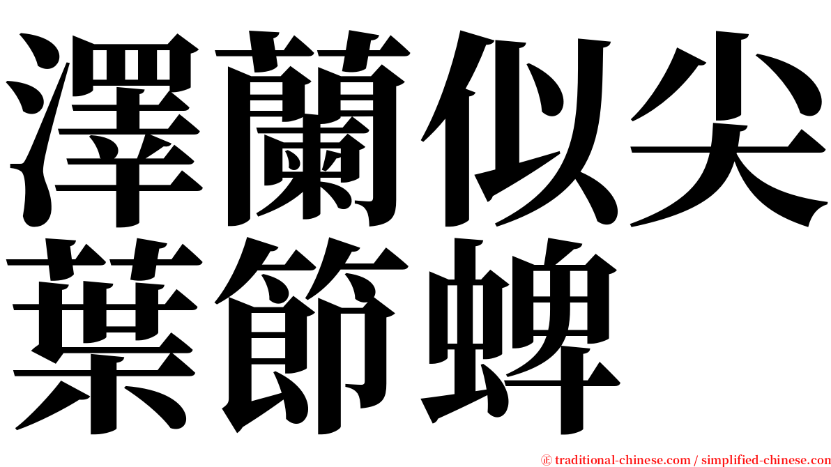 澤蘭似尖葉節蜱 serif font