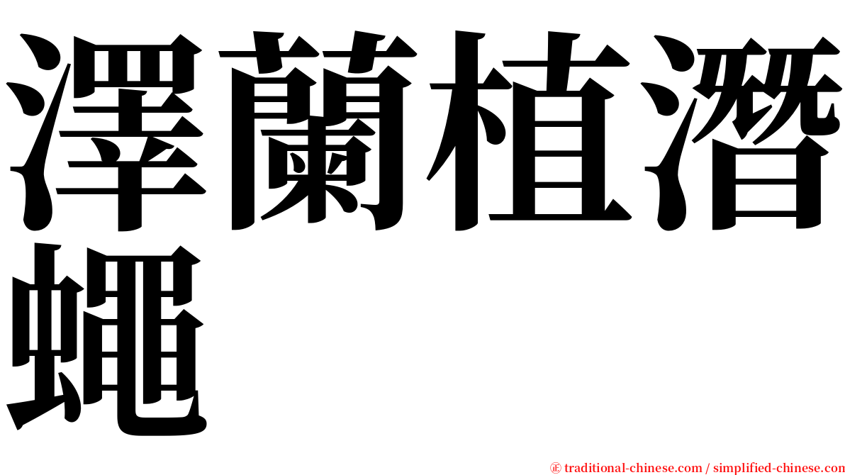 澤蘭植潛蠅 serif font