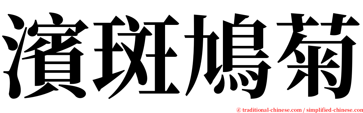 濱斑鳩菊 serif font