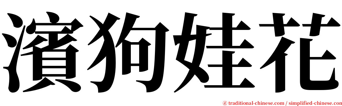 濱狗娃花 serif font