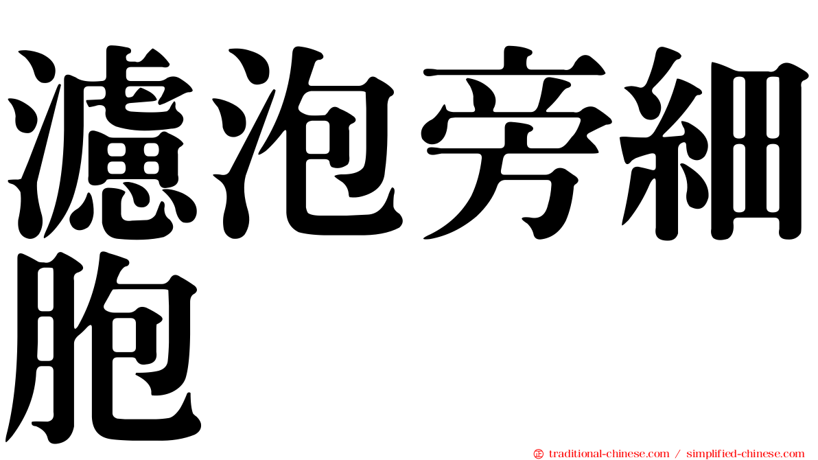 濾泡旁細胞