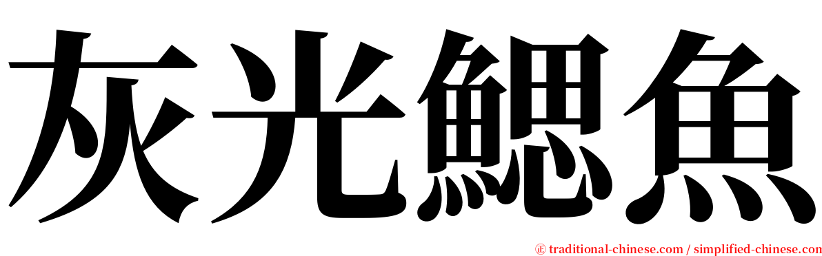 灰光鰓魚 serif font