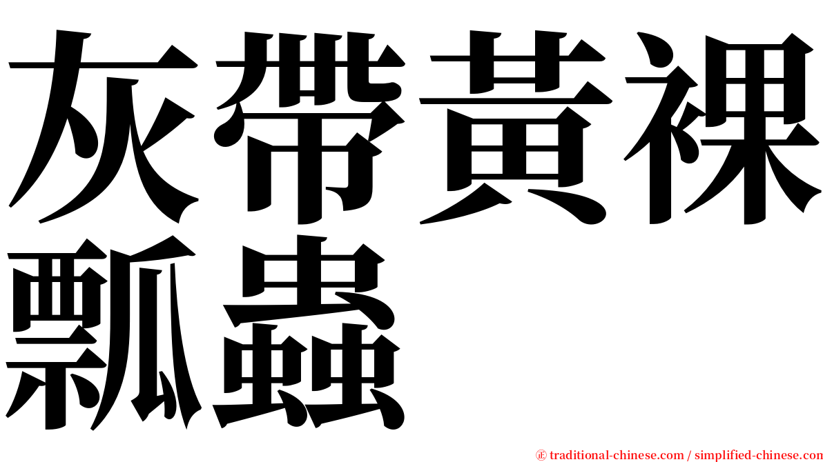 灰帶黃裸瓢蟲 serif font