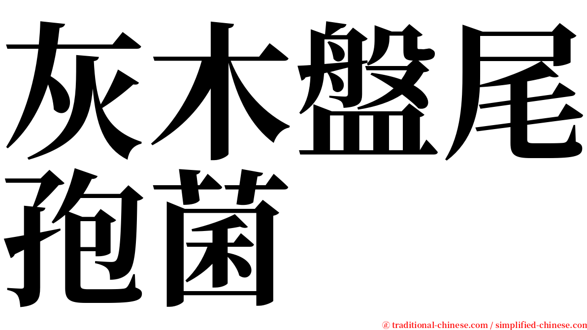 灰木盤尾孢菌 serif font