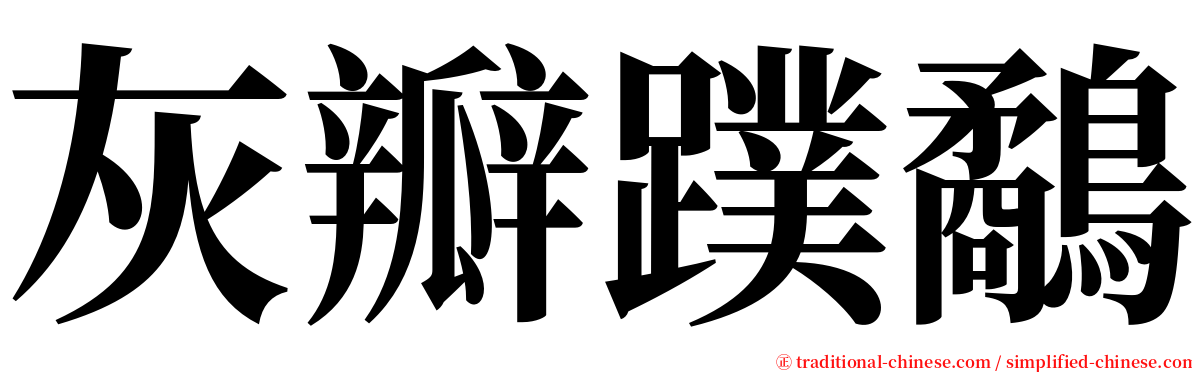 灰瓣蹼鷸 serif font