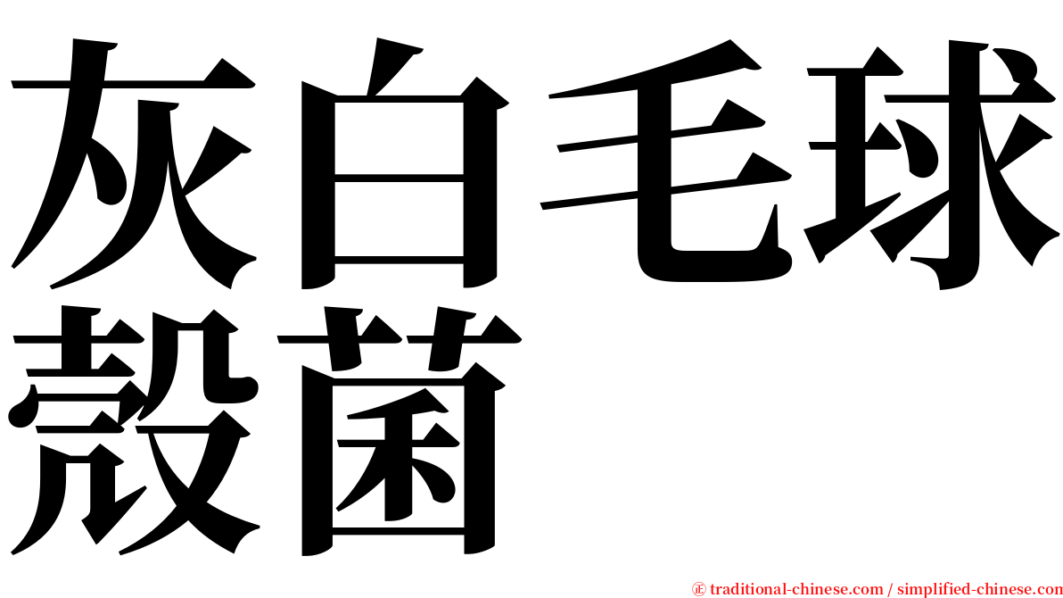 灰白毛球殼菌 serif font