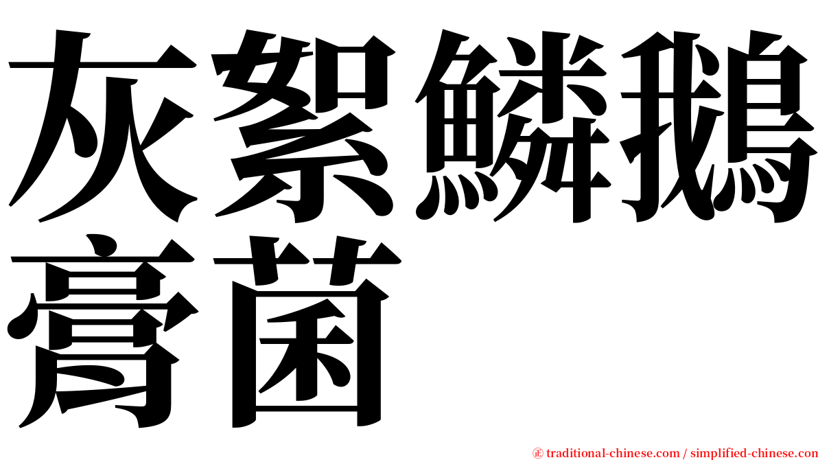 灰絮鱗鵝膏菌 serif font