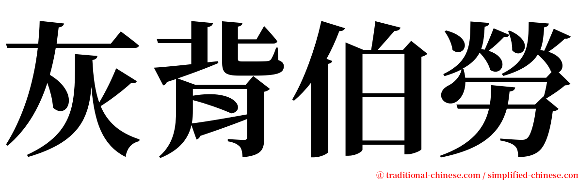 灰背伯勞 serif font