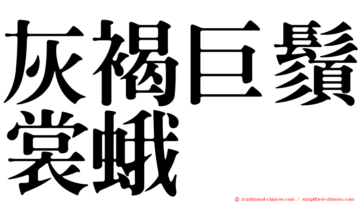 灰褐巨鬚裳蛾