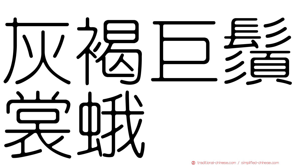 灰褐巨鬚裳蛾
