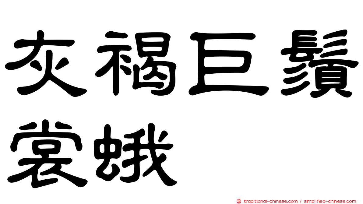 灰褐巨鬚裳蛾