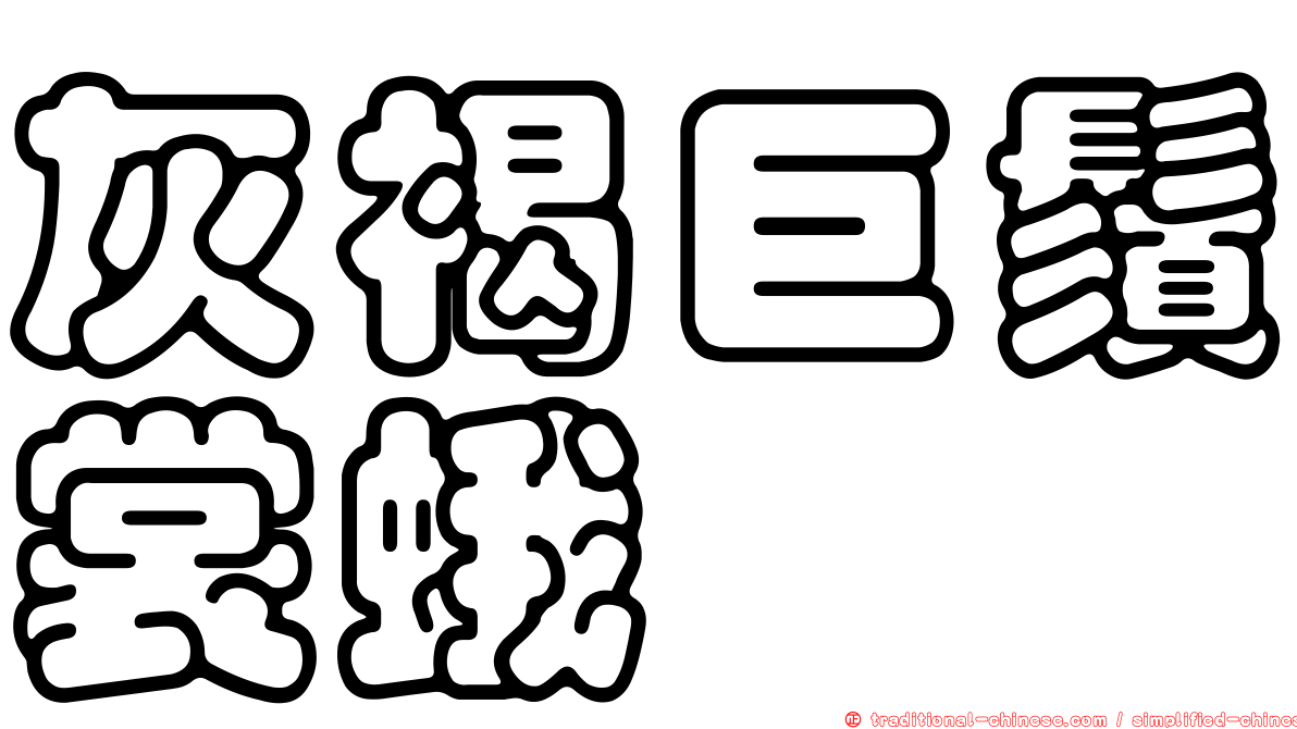 灰褐巨鬚裳蛾