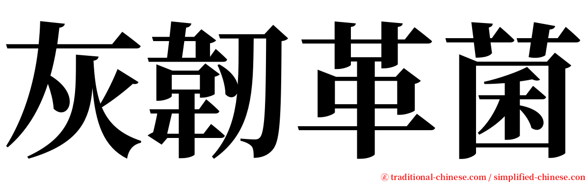 灰韌革菌 serif font