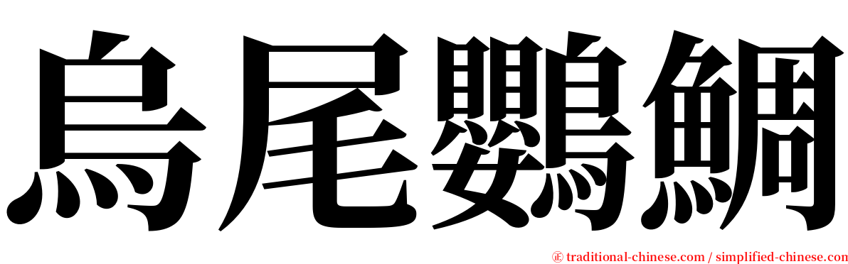 烏尾鸚鯛 serif font