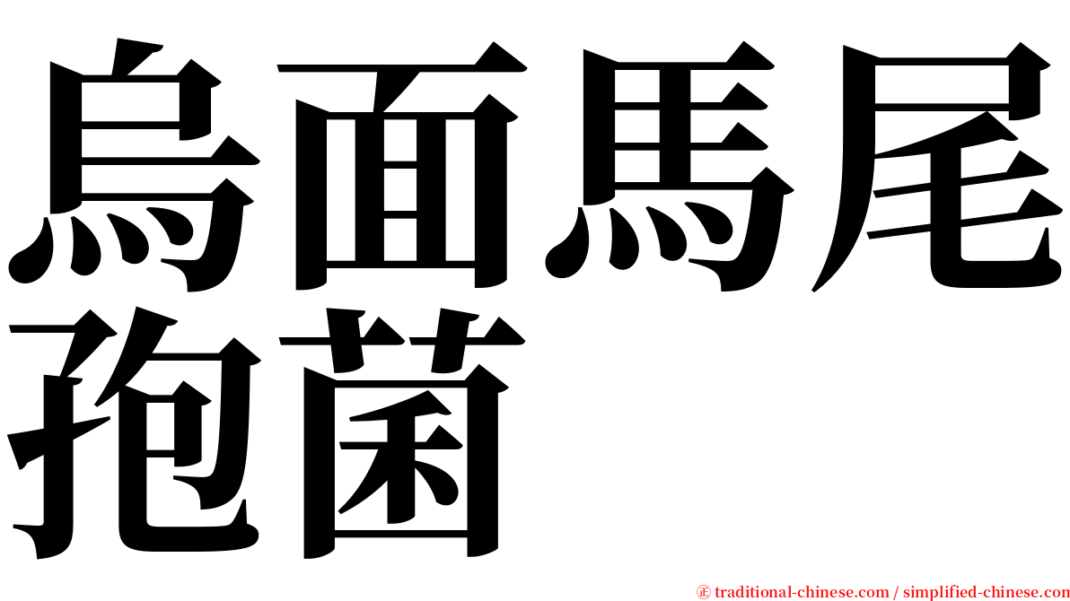 烏面馬尾孢菌 serif font