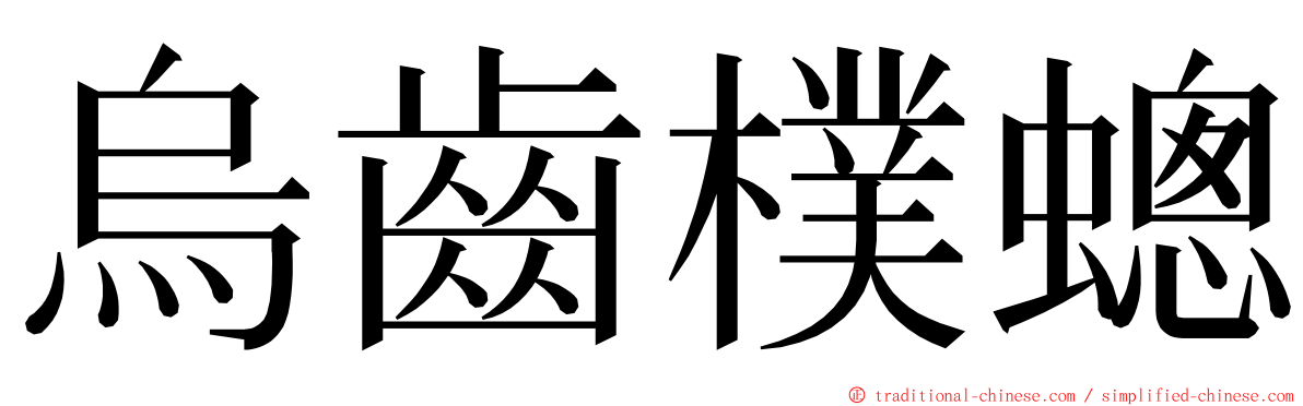 烏齒樸蟌 ming font