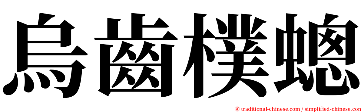 烏齒樸蟌 serif font