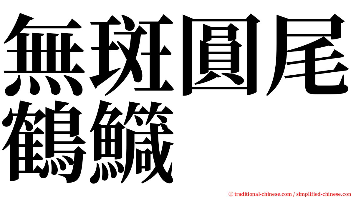 無斑圓尾鶴鱵 serif font