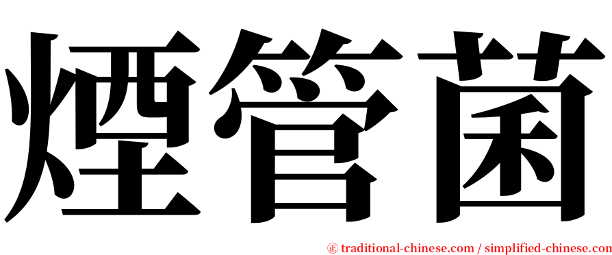 煙管菌 serif font