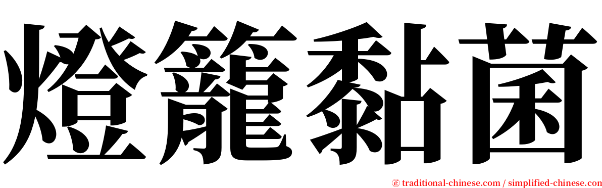 燈籠黏菌 serif font