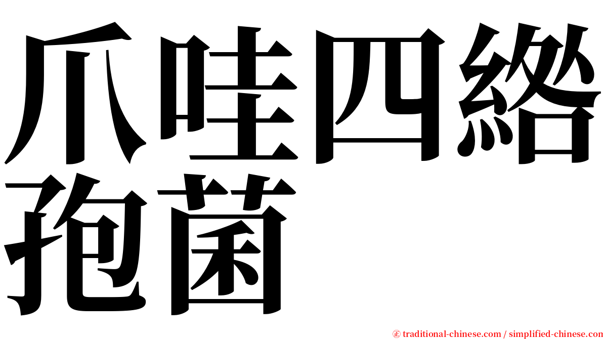 爪哇四綹孢菌 serif font