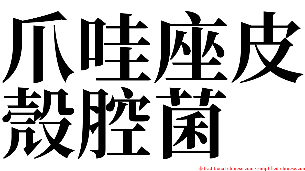 爪哇座皮殼腔菌 serif font
