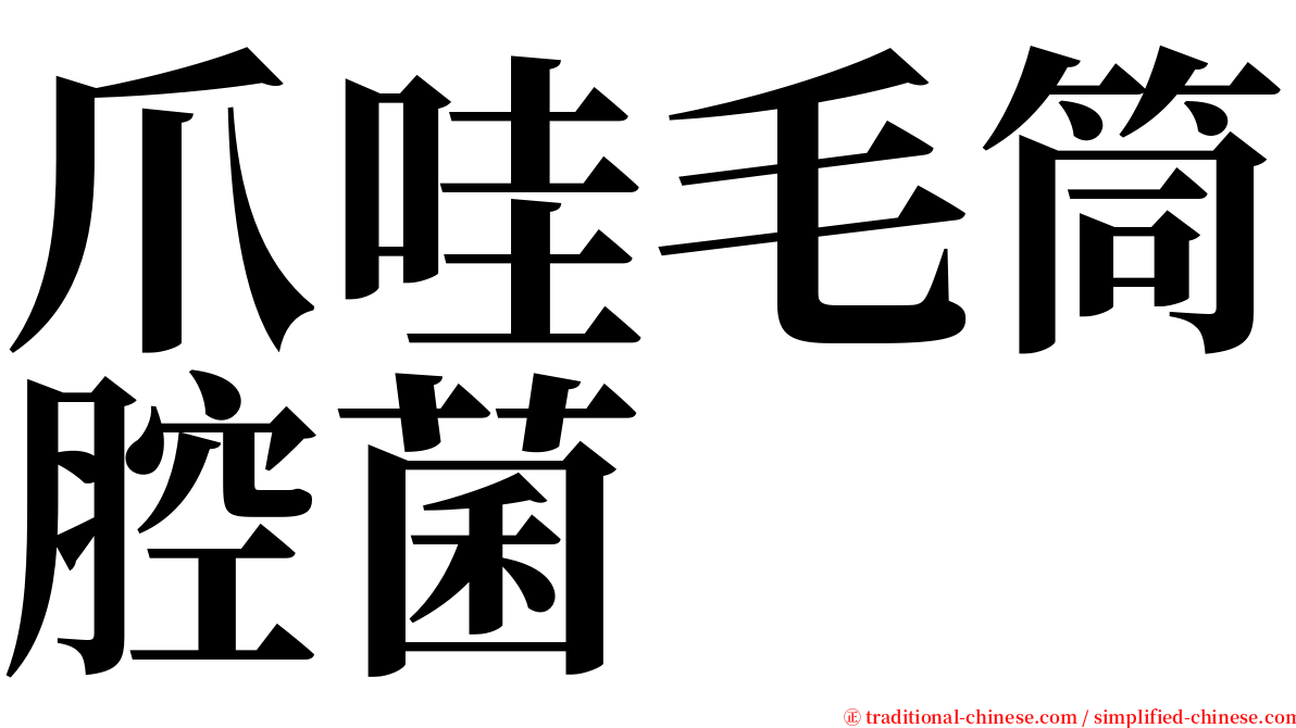 爪哇毛筒腔菌 serif font