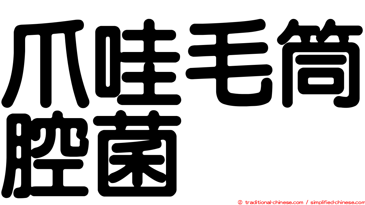 爪哇毛筒腔菌