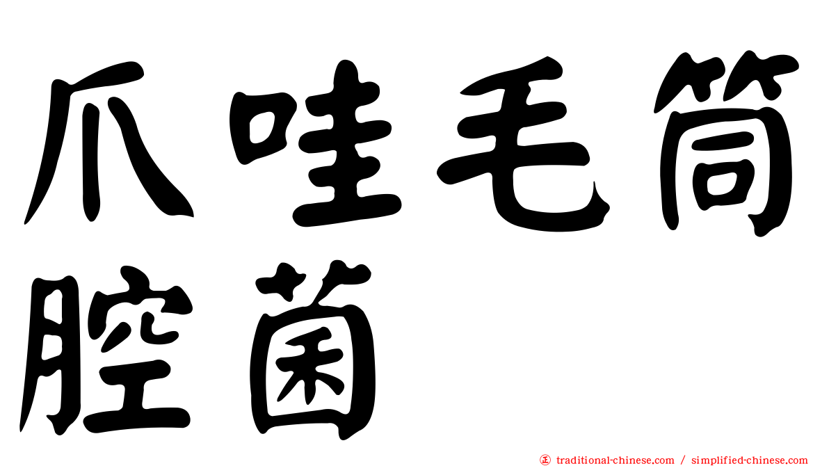 爪哇毛筒腔菌